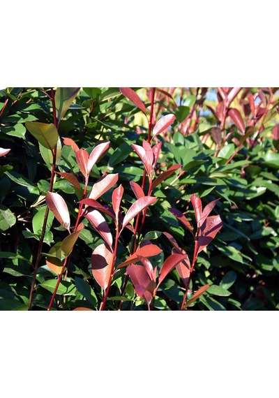 Boylu Alev Çalısı Tüplü Photinia Red Robin