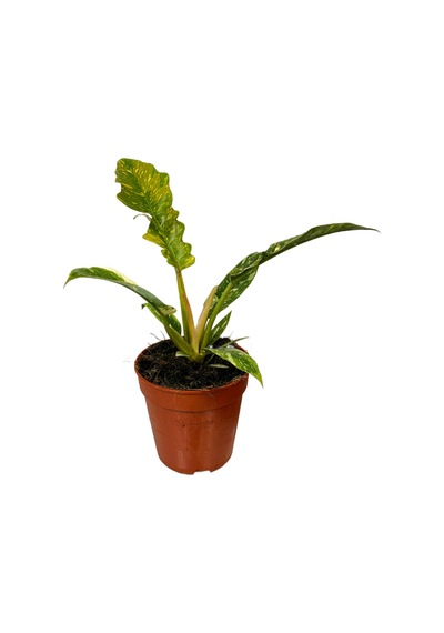 Philodendron 'Ring Of Fire' Ø12 CM Y20-25 CM