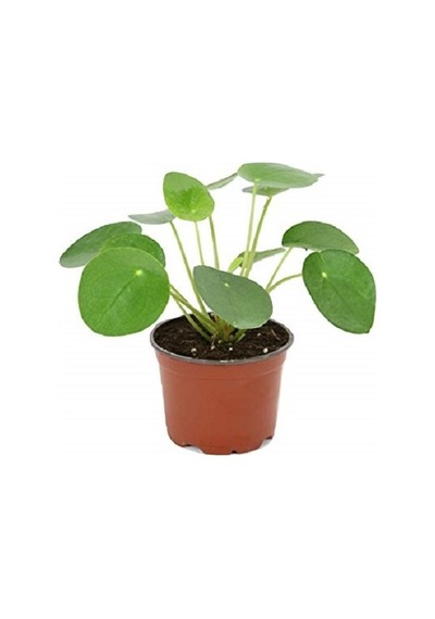 Hbcv00005ntn3v Pilea Çin Para Çiçeği 10-20 Cm