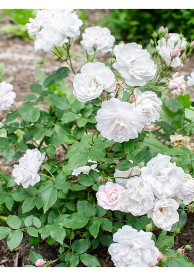 Chopin Beyaz Gül Fidanı 1 Adet Saksılı/tüplü 30-60 Cm Bahçe Bitkisi White Rose