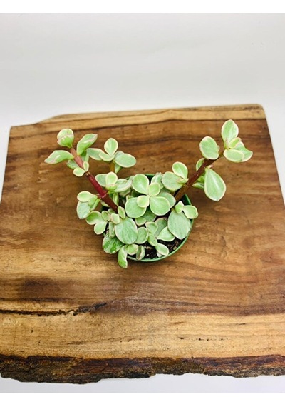 Portucularia Afra Variegata Sukulent