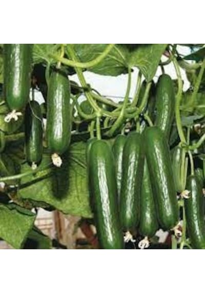 200 Adet Tohum Sırık Hıyar Salatalık Tohumu Hediye Tohumlu
