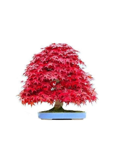 Nadir Ithal Bodur Red Maple Bonzai Ağacı Tohumu 5 Tohum Bonsai Tohumu