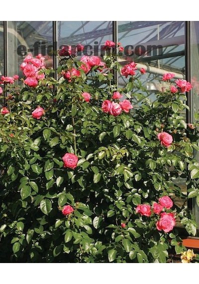 Tüplü Yediveren Kokulu Pembe Renkli Rosanna Sarmaşık Gül Fidanı