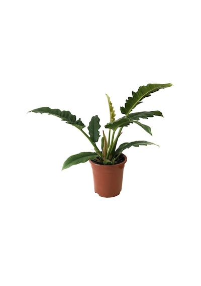 Philodendron 'Narrow Escape' Ø19 CM Y45-50 CM