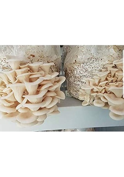 Istiridye Mantar Tohumu 6 Kg