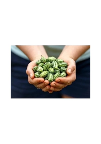 10 Adet Cüce Cucamelon Tohumu, Salatalık Yetiştirimi İçin