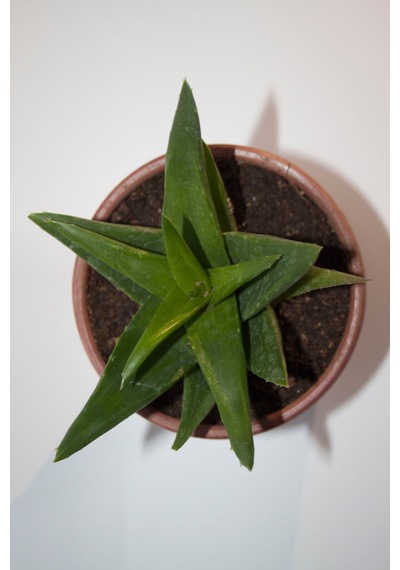 Haworthia Pentagona Sukulent Tekli 8,0 Cm Orta Boy Saksıda Haworthia Pentagona Sukulent Tekli 8,0 Cm Orta Boy Saksıda