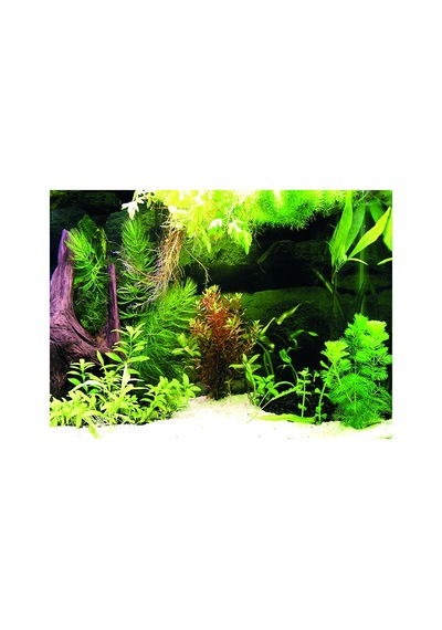 Kanki Pet Kp5540036 Akvaryum Arka Fon Yapıştırma 55 X 40 Cm