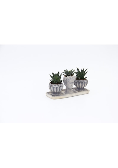 Trio Helen Gri Sukulent Seti - Haworthia Limifolia. Pumila