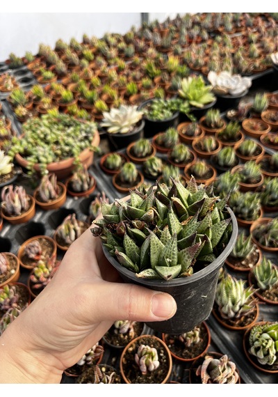 Haworthia Venosa Tessellata Sukulent 1 Adet