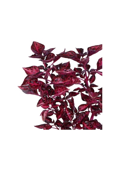 Videolu Çingene Şalvarı 1 Adet Saksılı 20-40cm Salon Bitkisi İresine