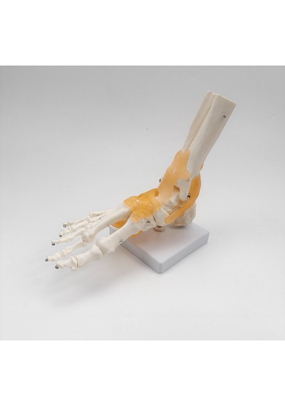 Ece-Eğitim Ayak Eklemi Modeli Ligamentli Gerçek Boyut