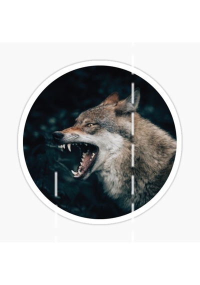 Öfkeli Kızgın Kurt Araba Sticker Oto Yapıştırması 18Cm M2