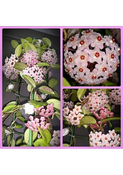 Mum Çiçeği Hoya Carnosa Fidesi 16 Cm Lik Sası