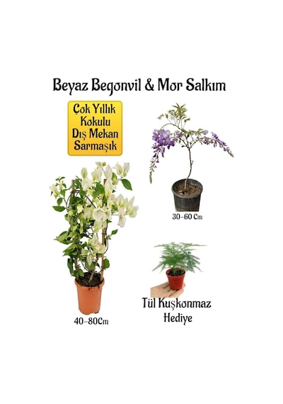 Beyaz Begonvil Çiçeği+mor Salkım Ağacı Fidanı Tül Kuşkonmaz Bahçe Peyzaj Seti