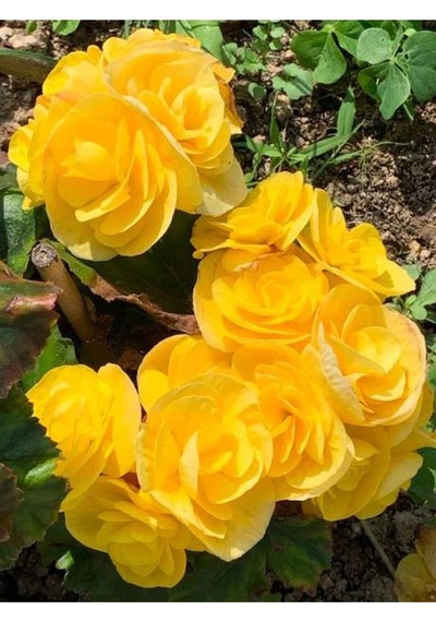 Londra Sarı 1 Adet Gül Fidanı Saksılı 50-70cm Yellow Rose