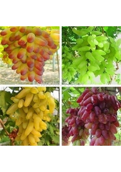 4 Farklı Çeşit Üzüm Tohumu 8 Tohum + Srüpzi Tohum