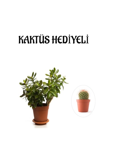 Hediyelik Parlak Yapraklı Şans Para Ağacı Bitkisi Fidanı Kaktüs Hediyeli