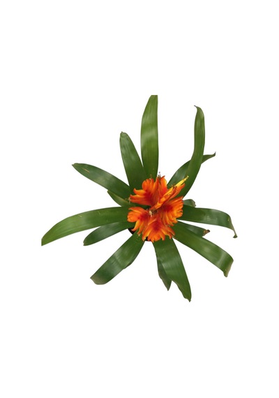 Vriesea Intenso 'Orange' (Alev Kılıcı Çiçeği) Ø12 CM Y30-35 CM