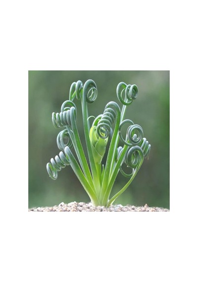 Dashing Look Albuca Spiralis Sukulent Tohumu Th-9154684654844