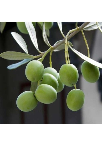 Tüplü Halhalı Zeytin Fidanı Yaş 1-2 Boy 60-80Cm