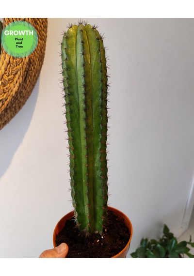 Polaskia Chiphice Columnar Kaktüs 1 Adet