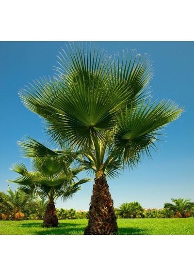 Tüplü Washingtonia Robusto Palmiye Ağacı Fidanı 20-40 Cm