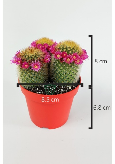 Mammillaria Spinosissima Taç Pembe Çiçekli Kaktüs 3 Adet Büyük Bo