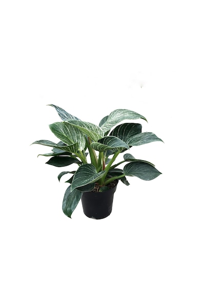 Philodendron 'Birkin' Ø14 CM Y25-30 CM