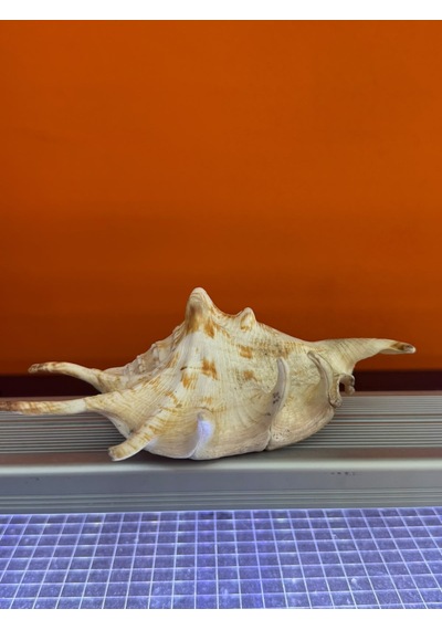 Dikenli Deniz Kabuğu