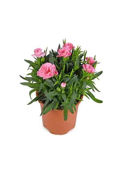 Mis Kokulu Şeker Pembe Karanfil Çiçeği Kaktüs