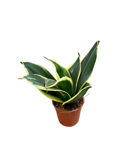 Sansevieria 'yellow Stripe' Paşa Kılıcı Ø5,5 Cm H0-10 Cm