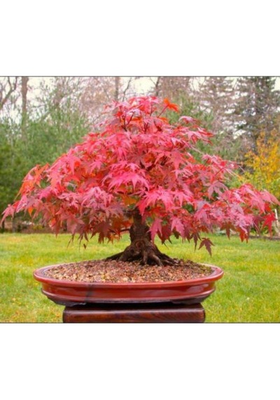 Bodur Bonsai Acer Rubrum Ağacı Tohumu Kırmızı Akçaağaç Tohumu 5 Adet Tohum