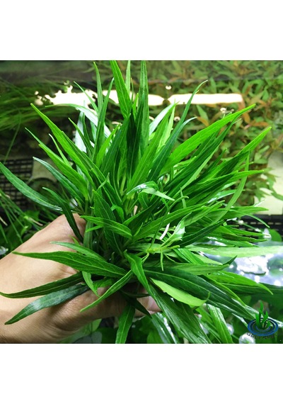 Hyrophila Paravitota Akvaryum Bitkisi Canlı Bitki 5 Dal