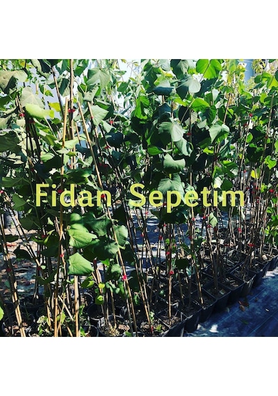 3 Yaş Ihlamur Fidanı