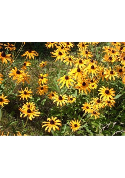 20 Adet Black Eyed Susan Tohumu