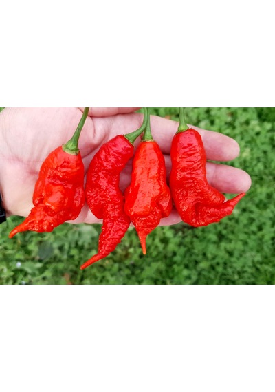 Acı Trinidad Scorpion Biber Tohumu Ekim Seti 5 Tohum +Saksı+Topra