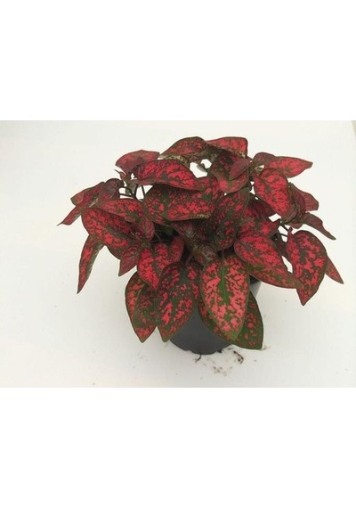 Hostes Çiçeği Fidanı Kırmızı 10-20 Cm
