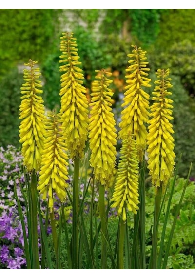 Kniphofia Sunningdale Yellow Fener Meşale Çiçeği Zambağı Soğanı 1 Adet