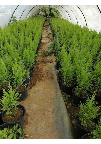 Videolu Limon Selvi 30 40 Cm 10 Adet Tüplü Dış Mekan Bitkisi Cupressus Macrocarpa Goldcrest