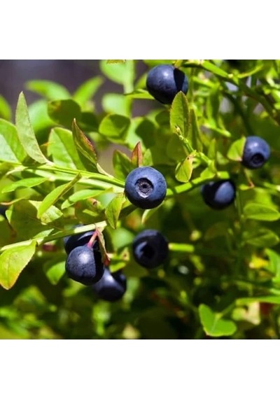 Tüplü Doğal Likapa Bilberry Fidanı, Sağlıklı Bitki Yetiştiriciliği İçin