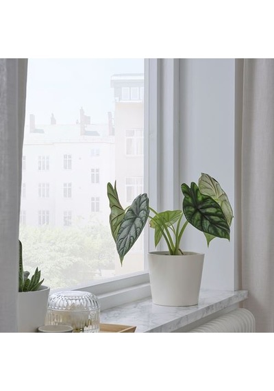 Ikea Sojaböna Toprak Saksı, Beyaz, İç Mekan 61694740