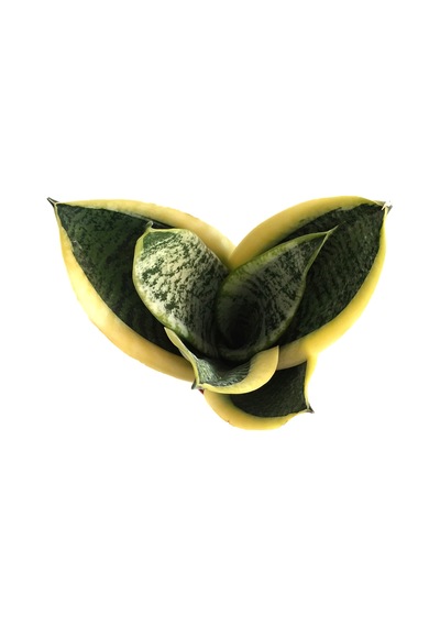 Sansevieria Trifasciata (Paşa Kılıcı) Ø10,5 CM Y20-25 CM