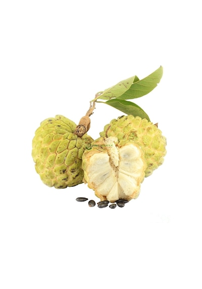 2 Yaş Tropikal Sugar Apple Şeker Elma Fidanı. Torbada