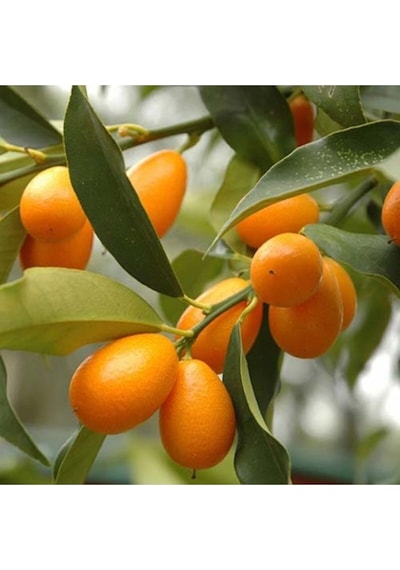 Kamkat Bonsai Kumquat Ağacı 3 Adet Tohum Al Saksı+torf Hediye Ev Ve Bahçe Için Ideal