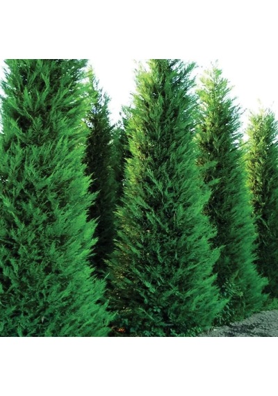 Leylandi Melez Servi Cupressus Leylandii 100-150 Cm Boyunda