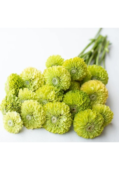 Megcito Zinnia - Kirli Hanım Tohumu Dev Çiçekli, Uzun Boylu - Lime Renkli - 5 Tohum