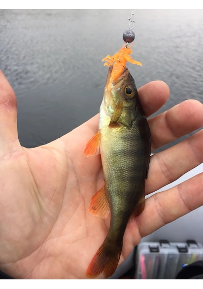 Lucky John Nayada 2'' 5cm 9P Yusufçuk Böceği Lrf Silikon Yem