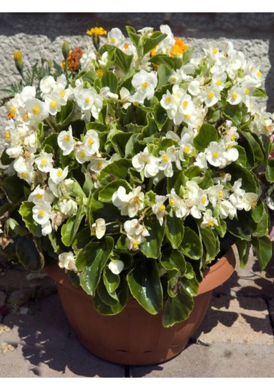 Videolu Şeker Begonya 3 Adet Karışık Renklerde Pembe-kırmızı-beyaz 20-30cm Semperflorens